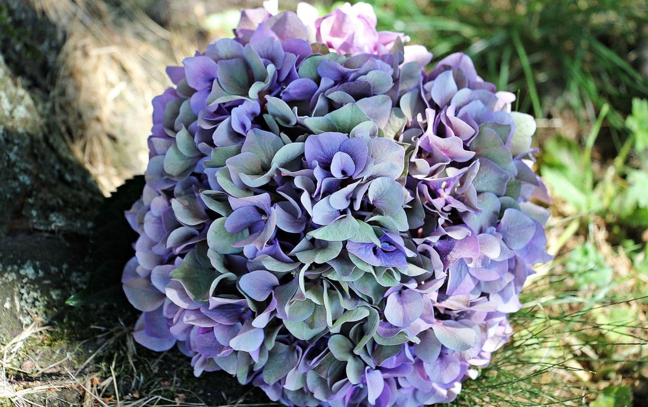 Cape Cod Flower Festivals 2024